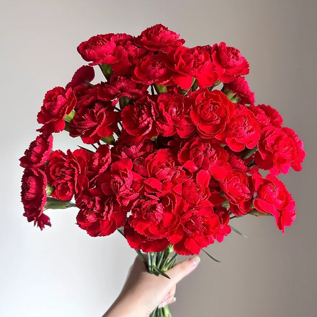 ✨2024 heiß verkauft💐Schöne Nelke🌈Regenbogenserie