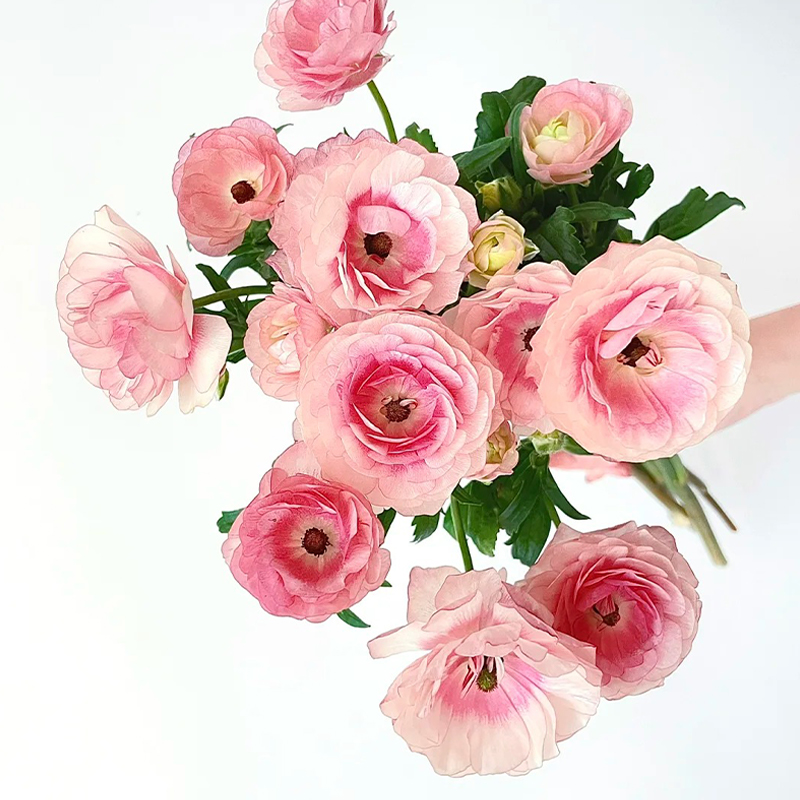 Schmetterlings-Hahnenfuß