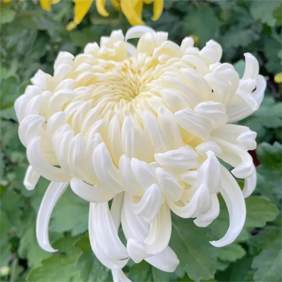 🌸 Große doppelblättrige Chrysanthemen - 50%+ Rabatt auf Premium-Samen 🎉💰