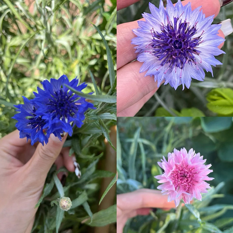 🔥Heißverkauft💖Junggesellen-Kornblume🌿Starkes Wachstum