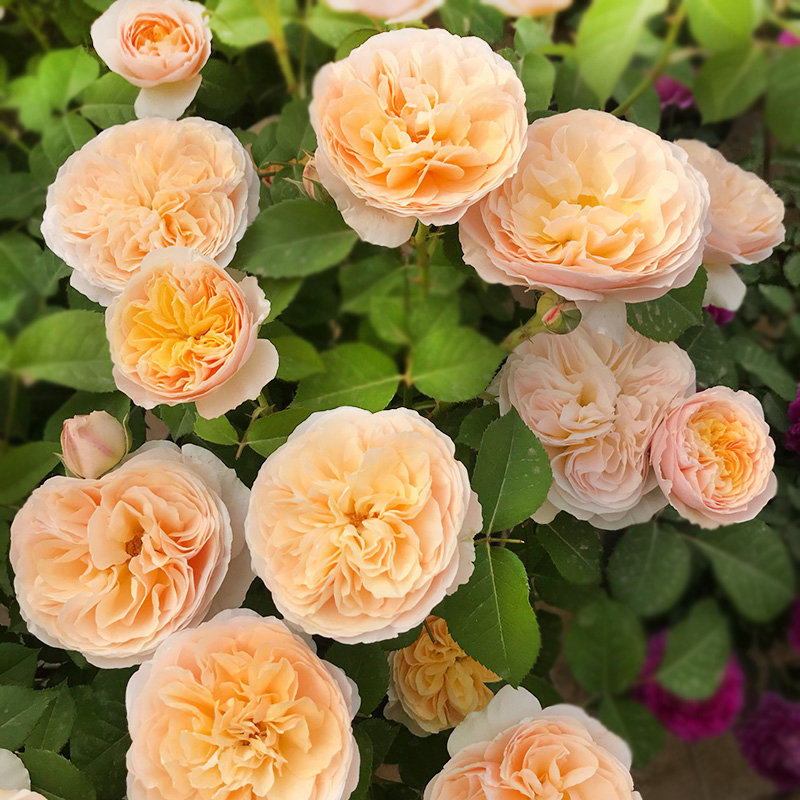 🚀65% Rabatt💖Rosen Samen🌹Endlose Romantik