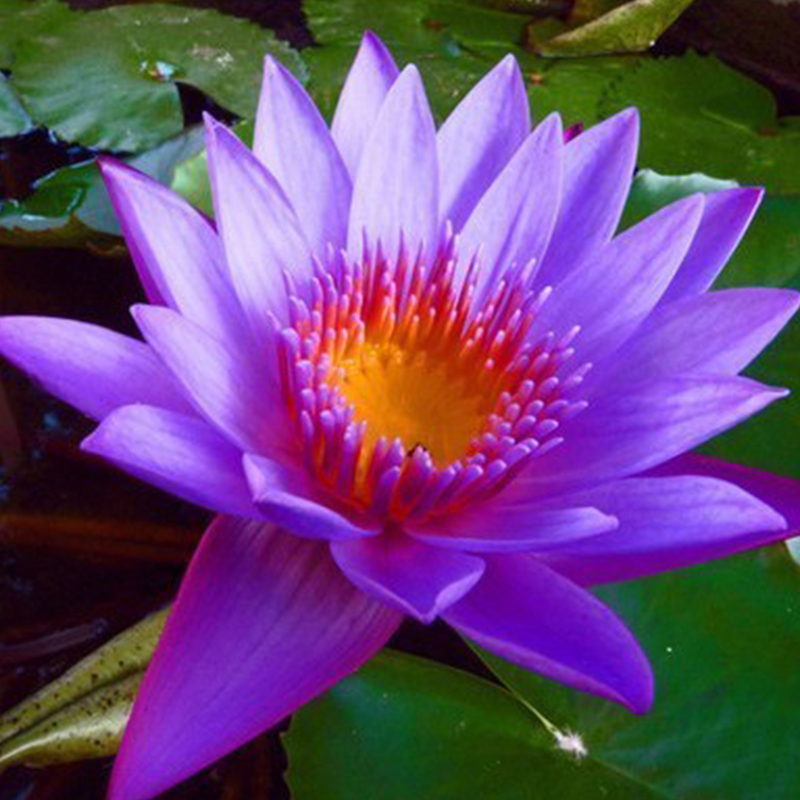 💖Rabatt zum halben Preis✨Wanlian🌱Einfach zu pflanzen