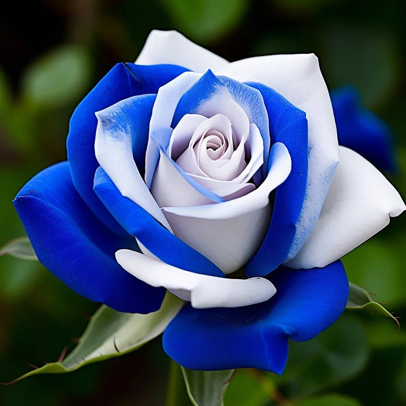 💖Ausgewählte🌹Zwillingsrosen🚀Super Rare