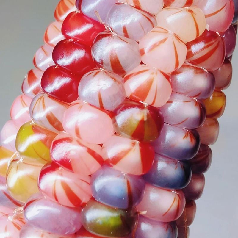 🦄Seltene🌽bunte Maissamen,🌈Regenbogensammlung
