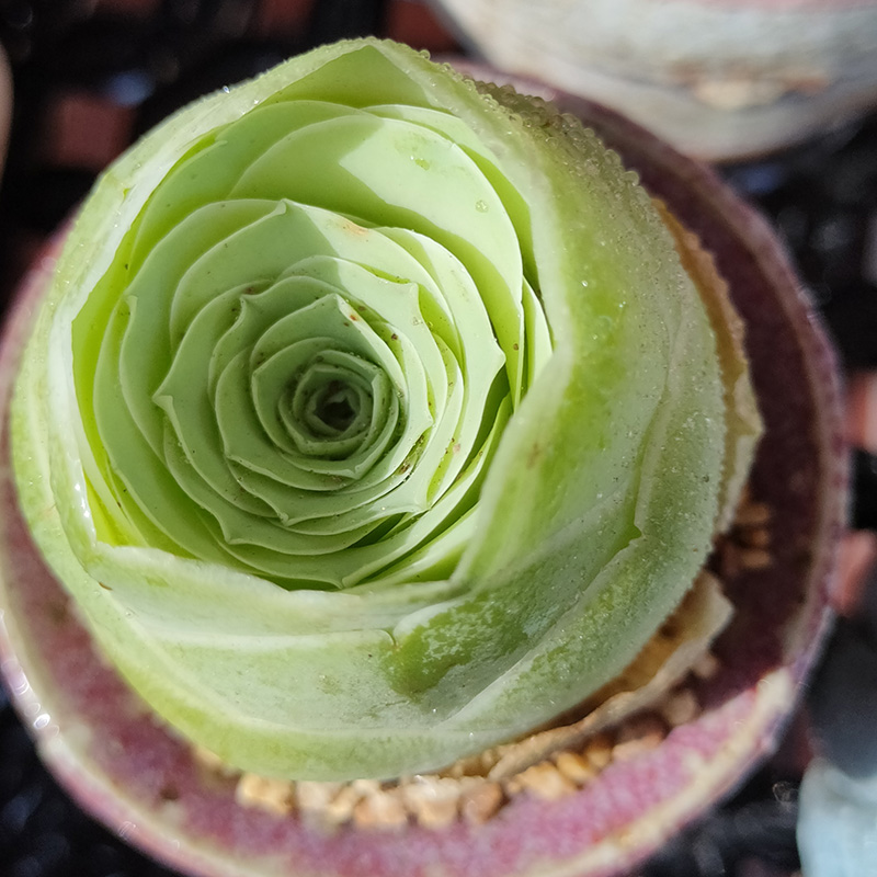 🔥Heißverkauft🌹Bergrose🌱Einfach zu pflanzen