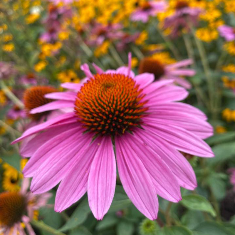 💖Halber Preis🌈süße Echinacea🦄einfach zu züchten