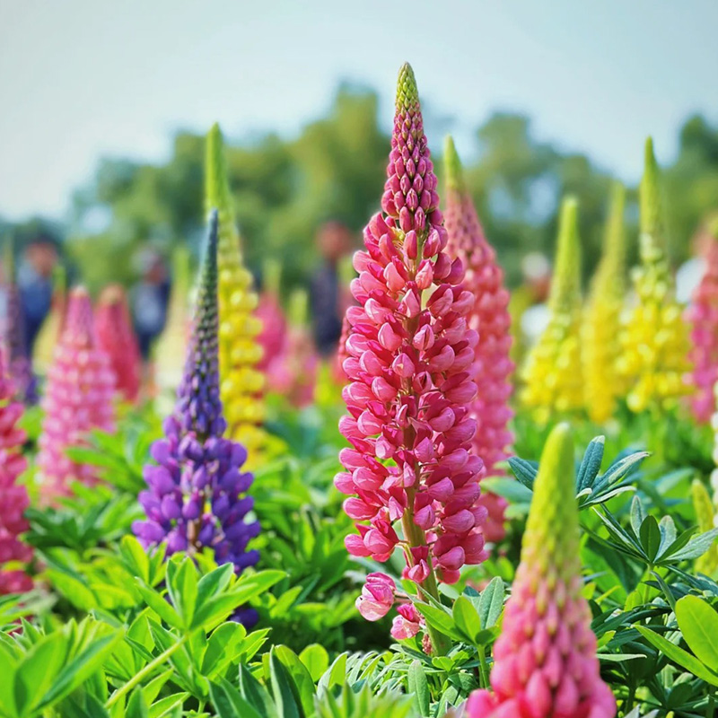 🚀Halber Preisnachlass💖Lupinenblüten🌈wunderschönes Dekogras