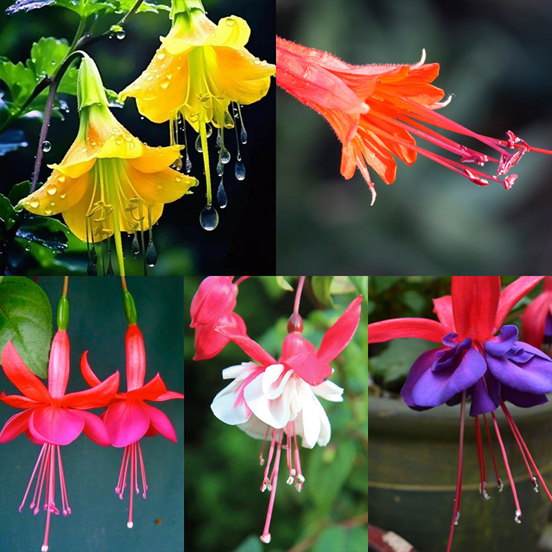 ❗Rabatt zum halben Preis🌺Fuchsiensamen🦄Zauberpflanze