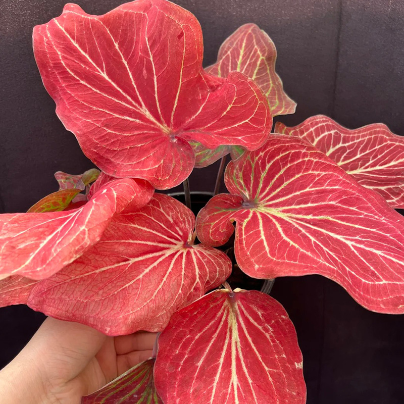 🔥Beliebt🩷Schöne bunte Blätter🌈Magische Regenbogenfarben