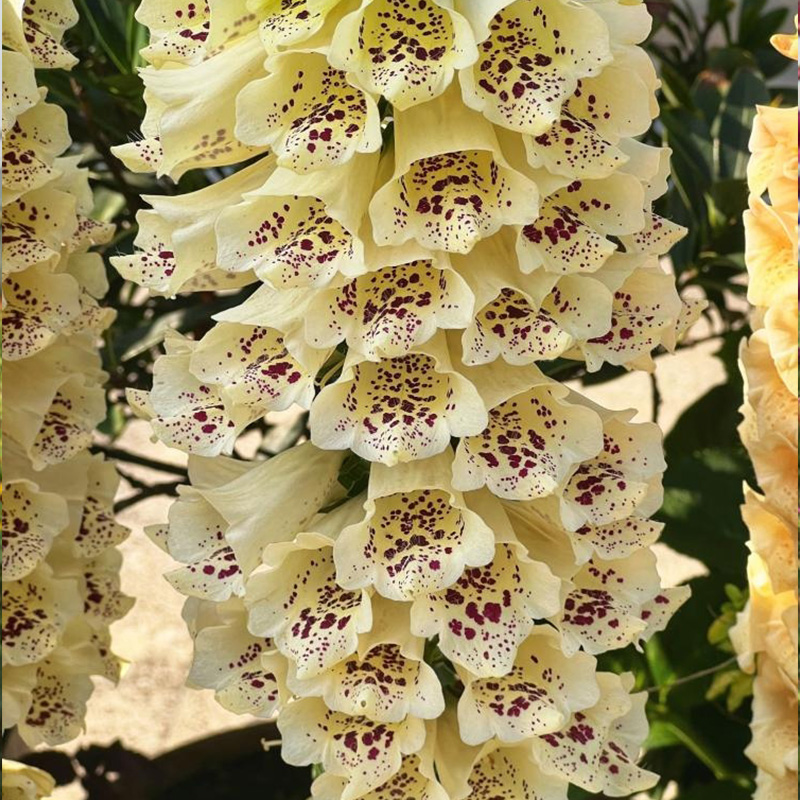 ✨Zeitlich begrenzter halber Preis🌺Fingerhut🌈Gartendekoration