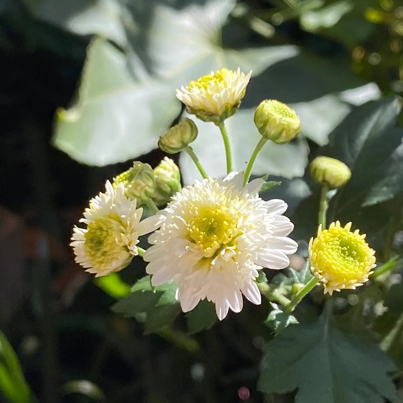 🚀2024 heißer Verkauf🌼weiße schöne Chrysantheme💖einfach zu pflanzen