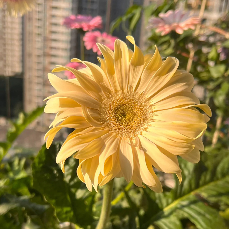 🔥Heiß verkaufte🌺gekräuselte Gerbera🌿kann das ganze Jahr über gepflanzt werden