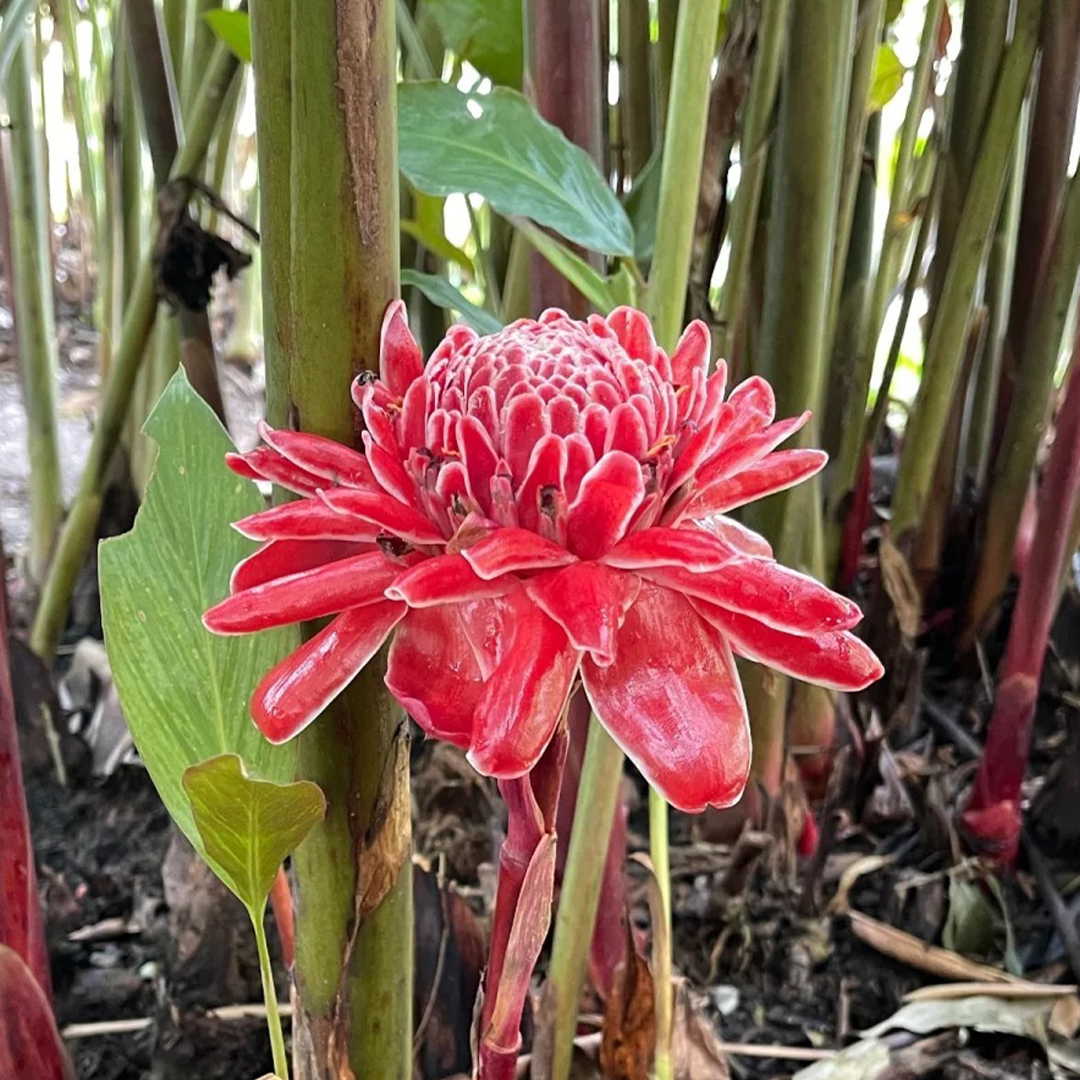 🚀Magische Pflanze💖Fackel-Ingwer🔥Flammendes Aussehen