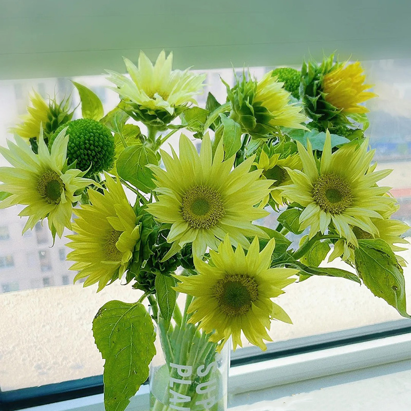 🔥Heißer Verkauf🚀Magische Sonnenblume🩷Super Rare