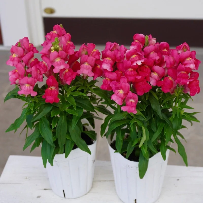 🔥Heißer Verkauf,💖Löwenmaul,🚀bunte Serie