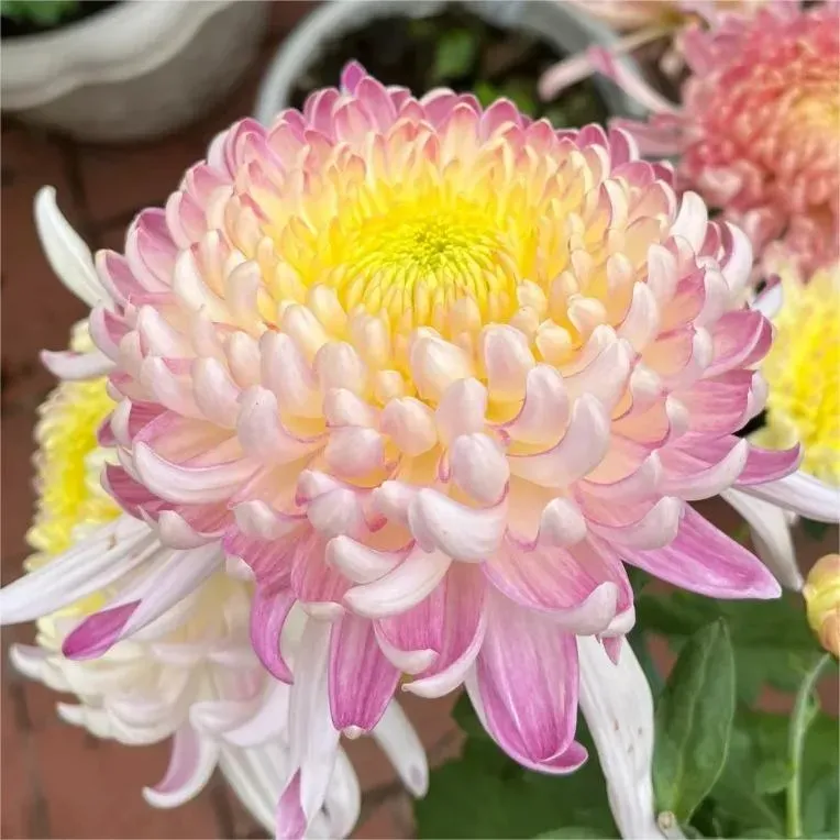 🌸 Große doppelblättrige Chrysanthemen - 50%+ Rabatt auf Premium-Samen 🎉💰