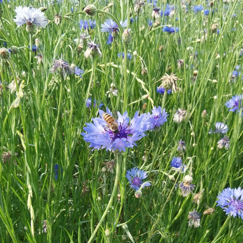 🔥Heißverkauft💖Junggesellen-Kornblume🌿Starkes Wachstum