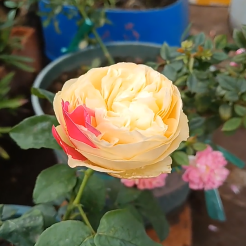 🔥Heißverkaufte🚀 romantische Rose🩷seltene Sorte