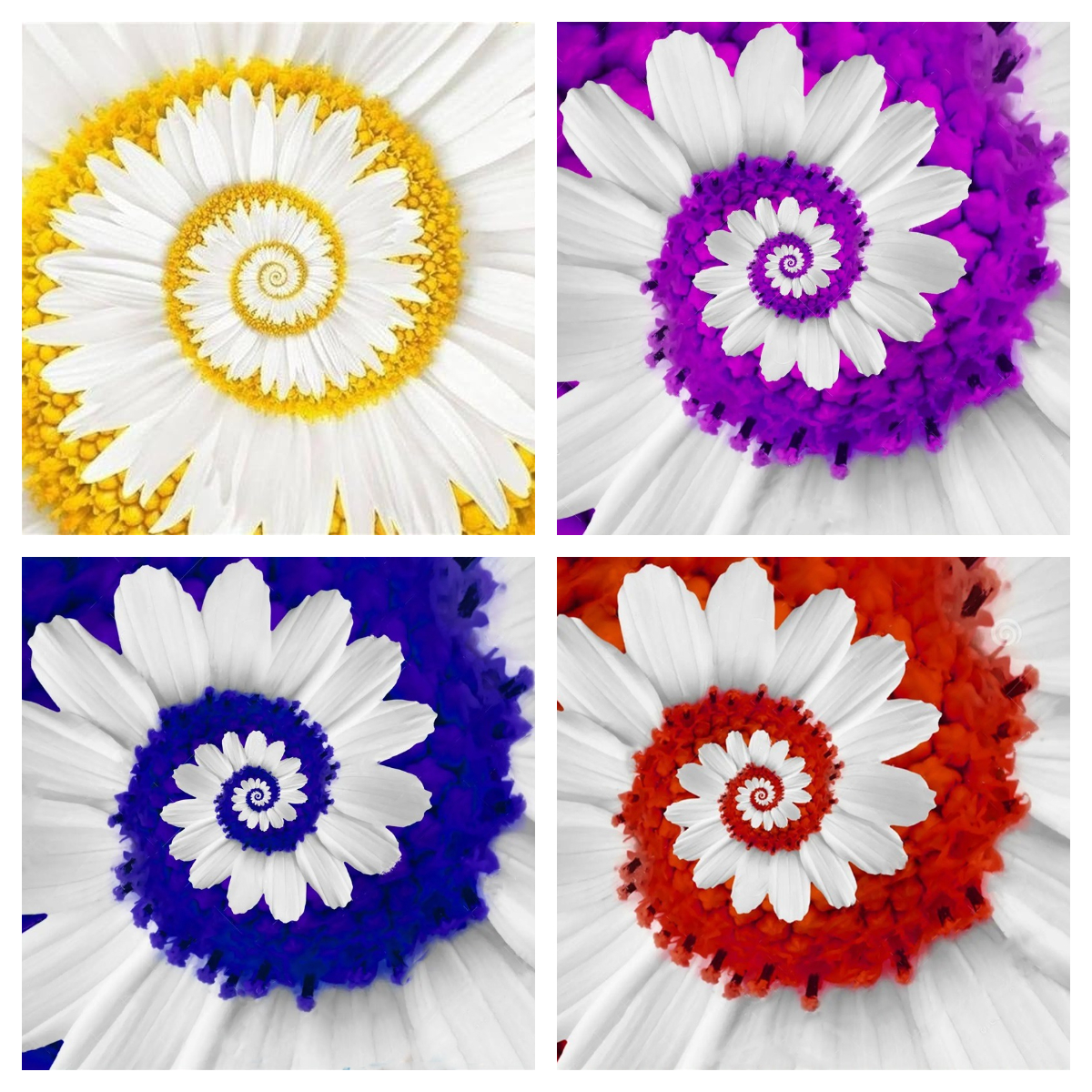💖70% Rabatt🌀Spiral Chrysantheme🌈Seltene Chrysantheme