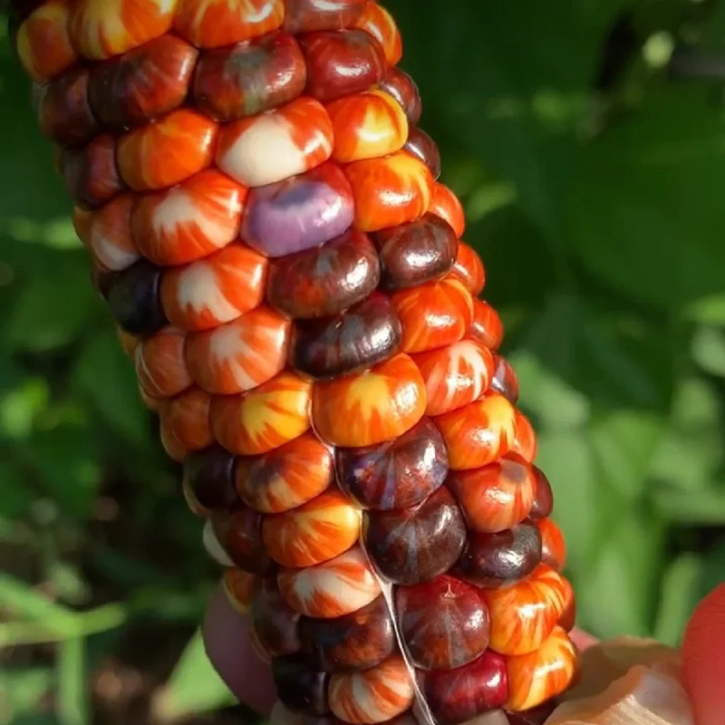 🦄Seltene🌽bunte Maissamen🌈Regenbogensammlung