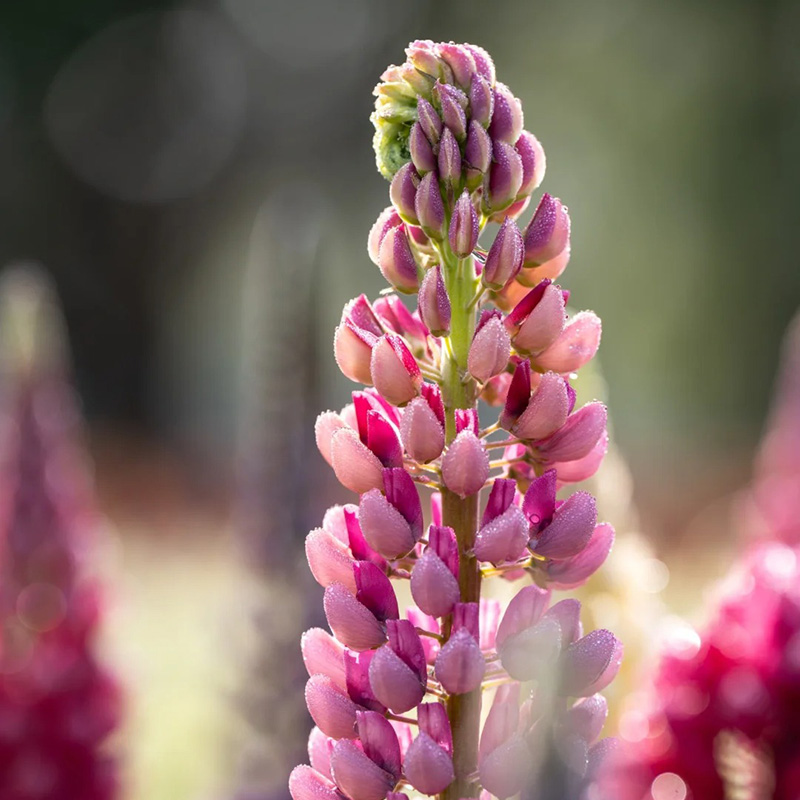 🚀Halber Preisnachlass💖Lupinenblüten🌈wunderschönes Dekogras