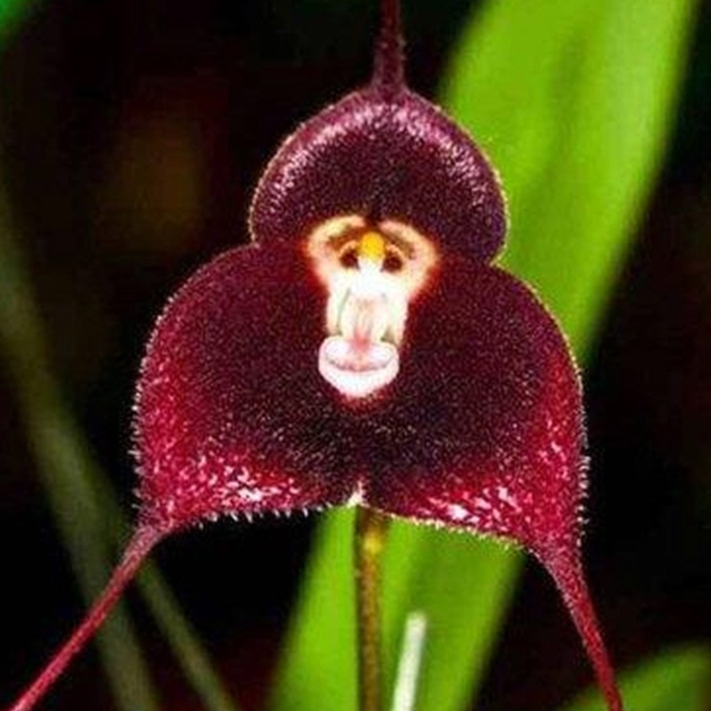 💖Rabatt zum halben Preis🌱Fliegende Entenorchideensamen🦄Magische Pflanzenserie