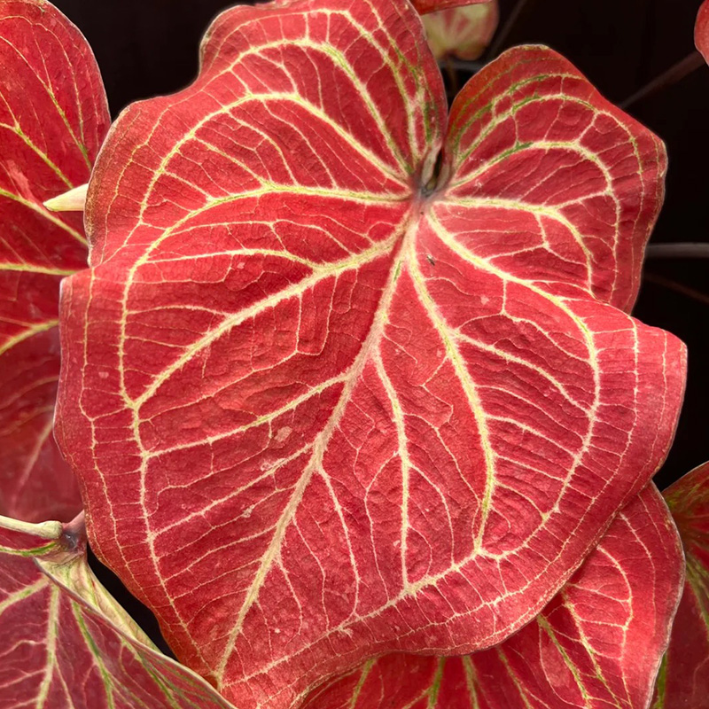 🔥Beliebt🩷Schöne bunte Blätter🌈Magische Regenbogenfarben