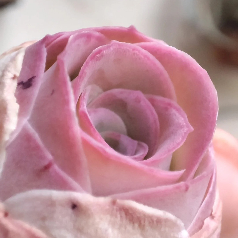 🔥Heißverkauft🌹Bergrose🌱Einfach zu pflanzen