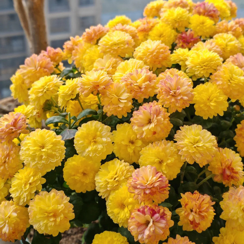 🔥Heißer Verkauf🚀Bonbon-Chrysanthemensamen🌿Rabatt zum halben Preis