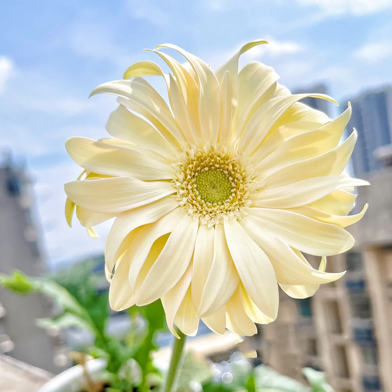 🔥Heiß verkaufte🌺gekräuselte Gerbera🌿kann das ganze Jahr über gepflanzt werden