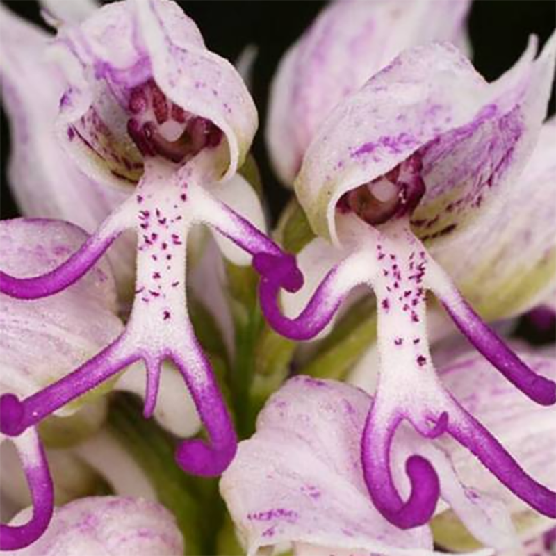 💖Rabatt zum halben Preis🌱Fliegende Entenorchideensamen🦄Magische Pflanzenserie