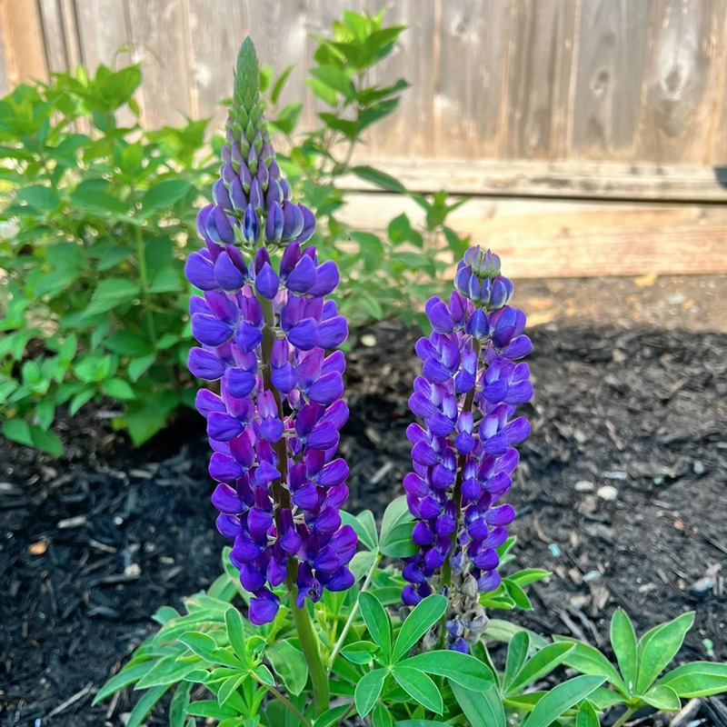 🚀Halber Preisnachlass💖Lupinenblumensamen🌈Experte für Gartendekoration