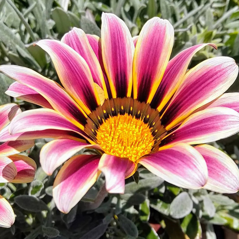 ❗Magische Pflanze💖Rote Sonnenblume✨Zeitlich begrenztes Angebot