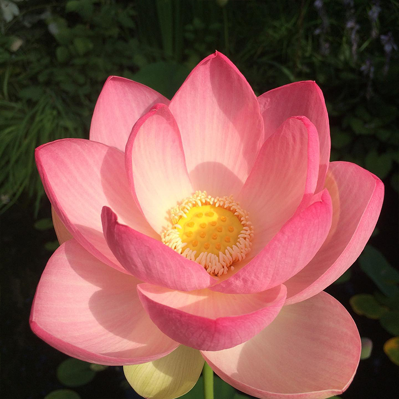 💖Rabatt zum halben Preis✨Wanlian🌱Einfach zu pflanzen