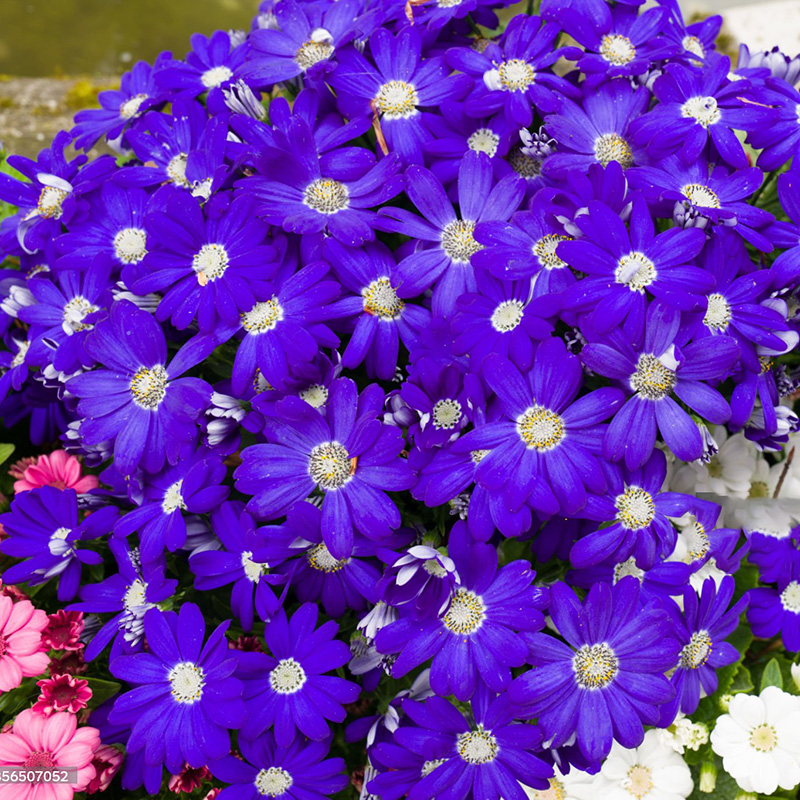 🔥Heißer Verkauf 🌼Bachelor Button Kornblume🩷Angebot zum halben Preis