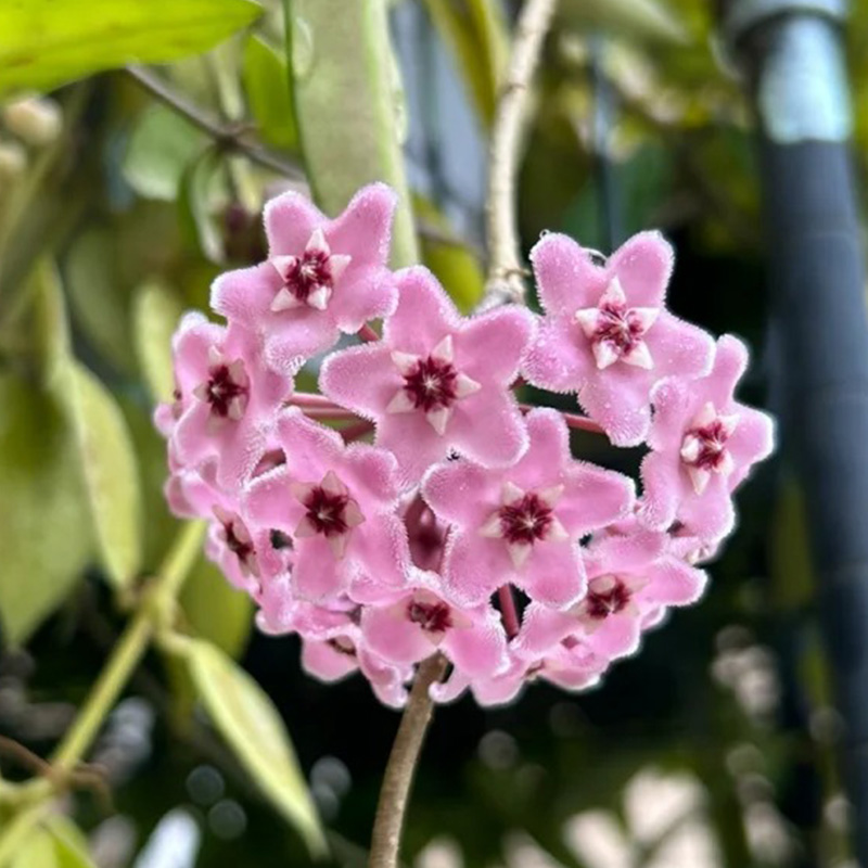 ✨2024 Neuankömmling🌼Kugelorchidee🦄Wunderschöne Indoor-Kletterblumen