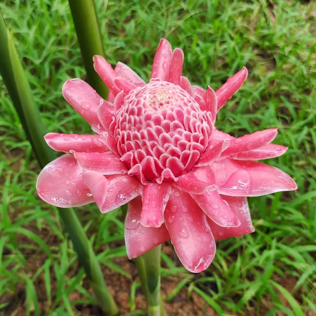 🚀Magische Pflanze💖Fackel-Ingwer🔥Flammendes Aussehen