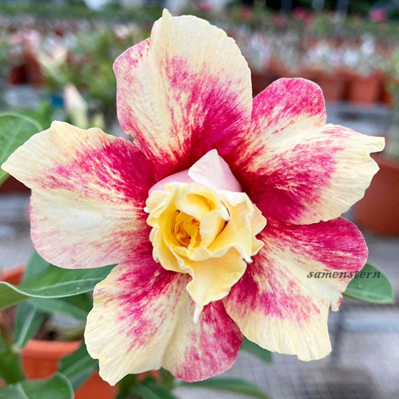 🚀Erstaunliche Pflanzen💖Wüstenrosensamen🌱Super einfach zu züchten