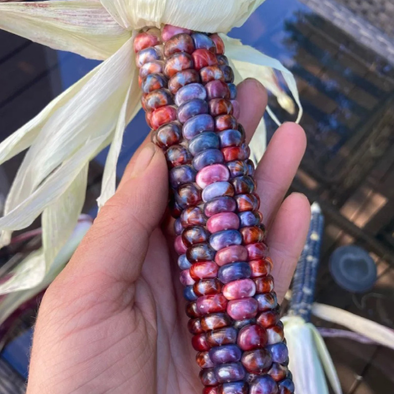 🦄Seltene🌽bunte Maissamen🌈Regenbogensammlung