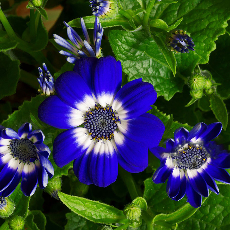 🔥Heißer Verkauf 🌼Bachelor Button Kornblume🩷Angebot zum halben Preis