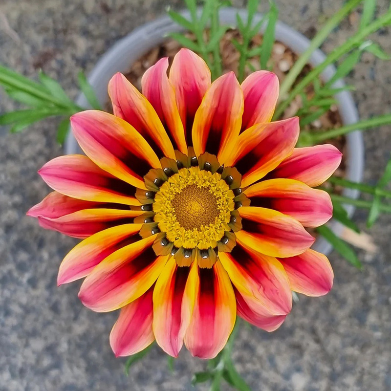 ❗Magische Pflanze💖Rote Sonnenblume✨Zeitlich begrenztes Angebot