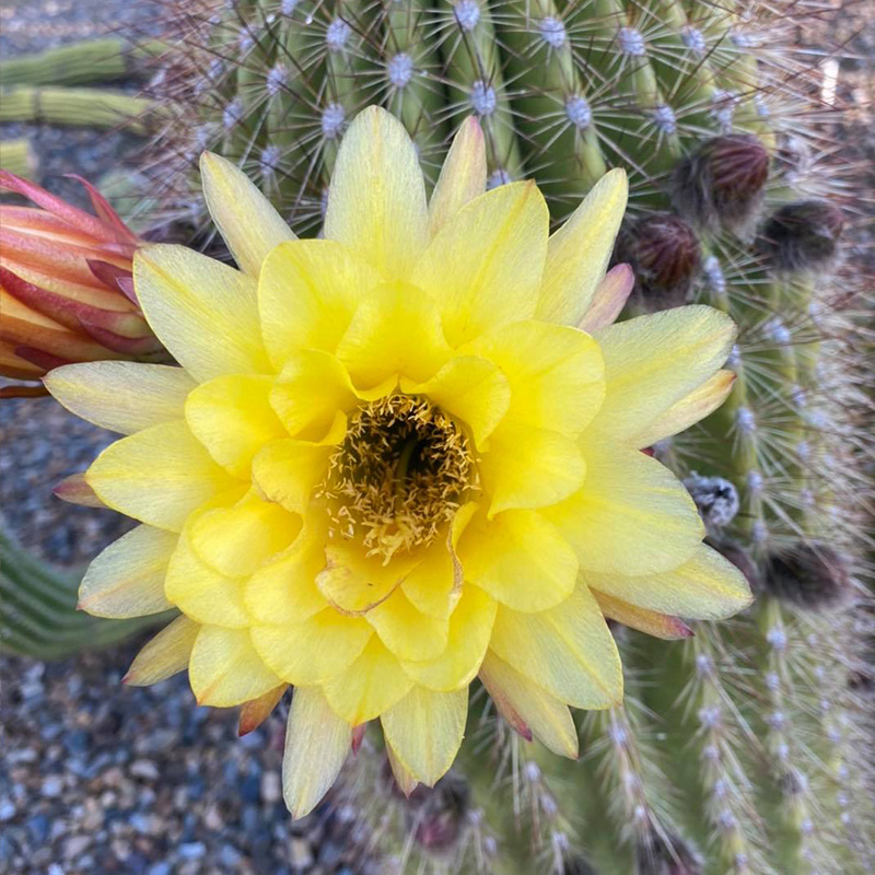 🦄Magische Pflanze🌵Blühender Kaktus💖heißer Verkäufer