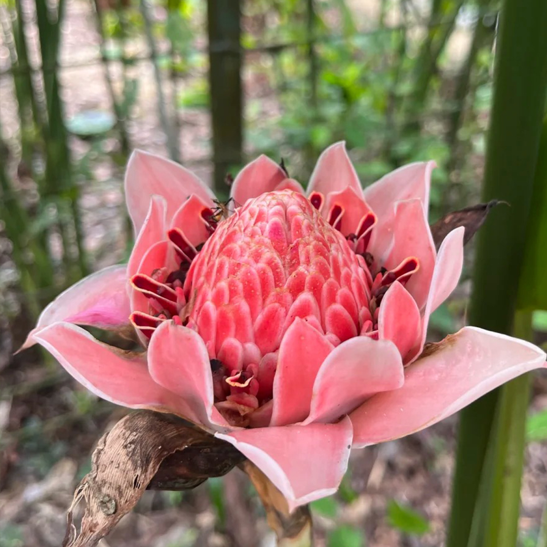 🚀Magische Pflanze💖Fackel-Ingwer🔥Flammendes Aussehen