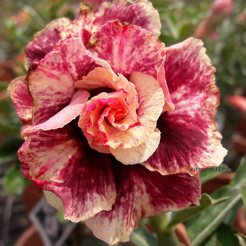 🚀Erstaunliche Pflanzen💖Wüstenrosensamen🌱Super einfach zu züchten