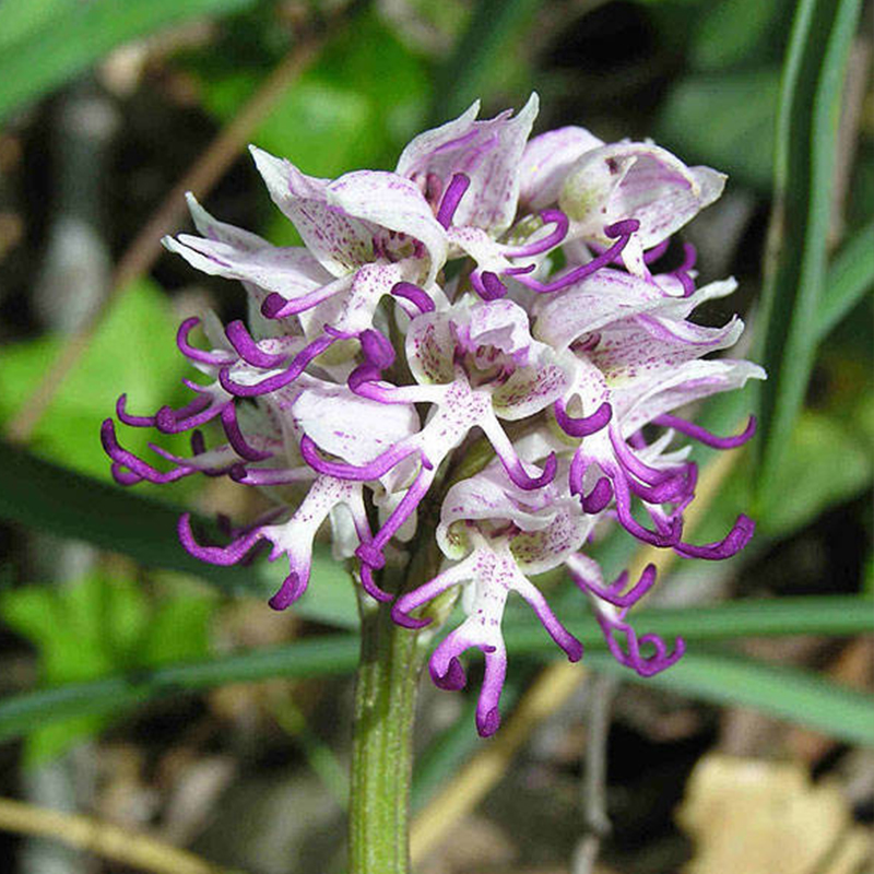 💖Rabatt zum halben Preis🌱Fliegende Entenorchideensamen🦄Magische Pflanzenserie