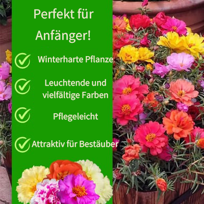 🌸 Moosrosen-Samen (10.000+ Samen) – 🌿 Reine Samen – Keine Füllstoffe – Deutsche Erbstück-Blumensamen