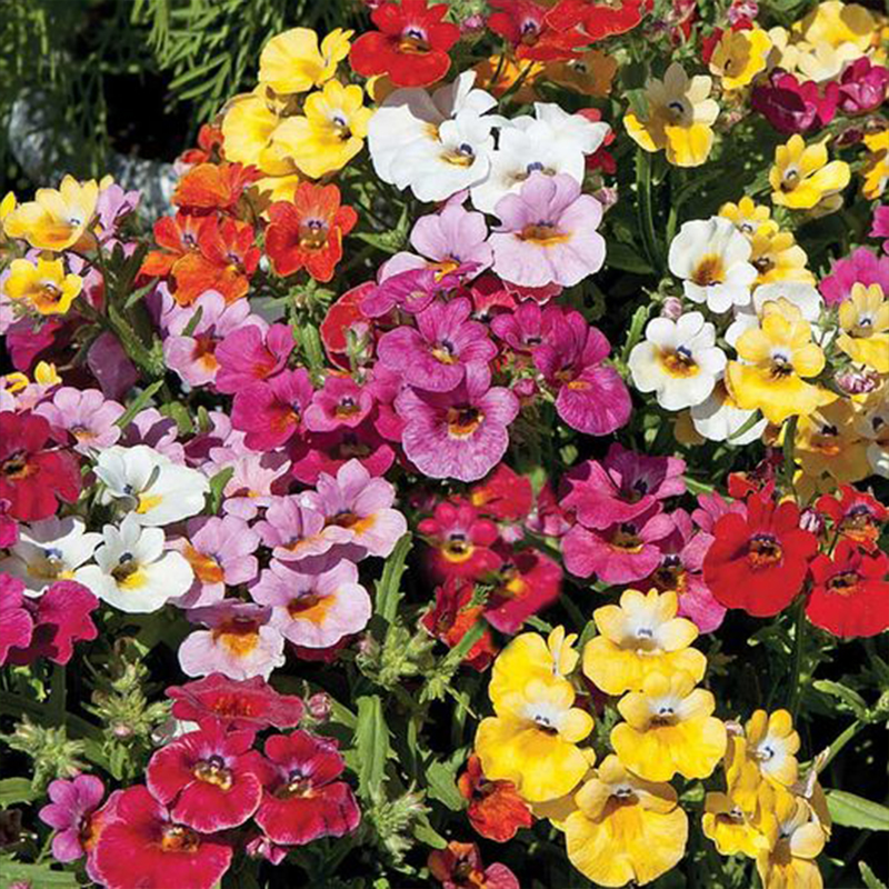 💥Mai-Highlights🌱Nemesie Samen🌺Vielfältige Auswahl