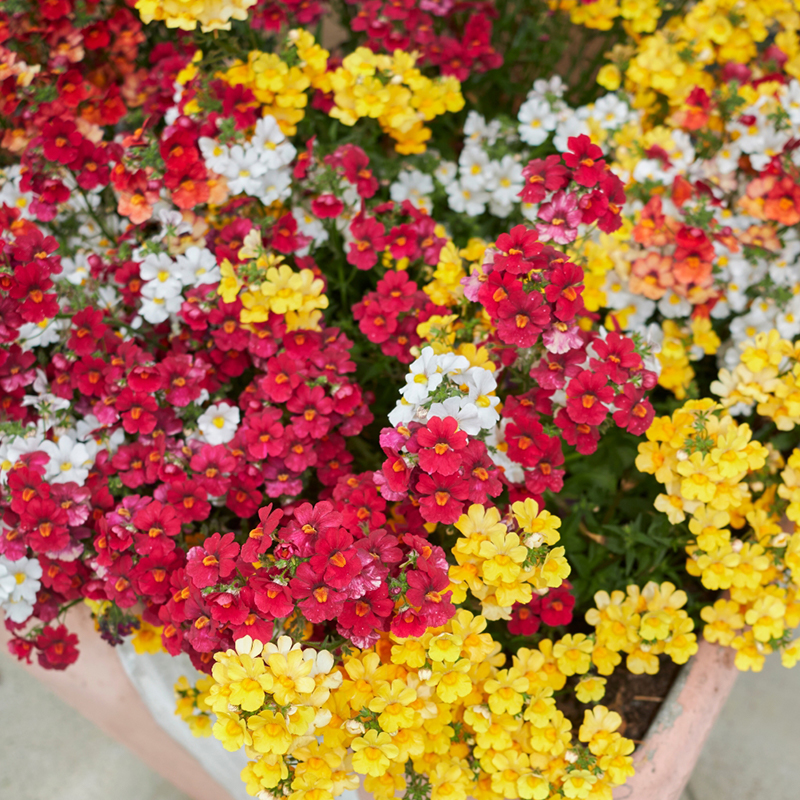 💥Mai-Highlights🌱Nemesie Samen🌺Vielfältige Auswahl