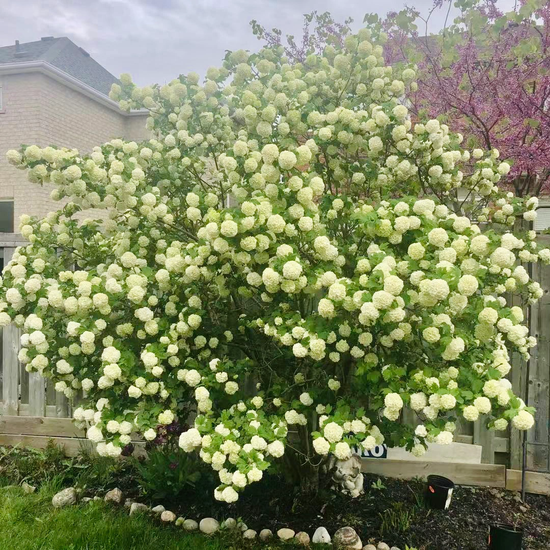 🔥Limited Time Special Offer🎉Viburnum macrocephalum