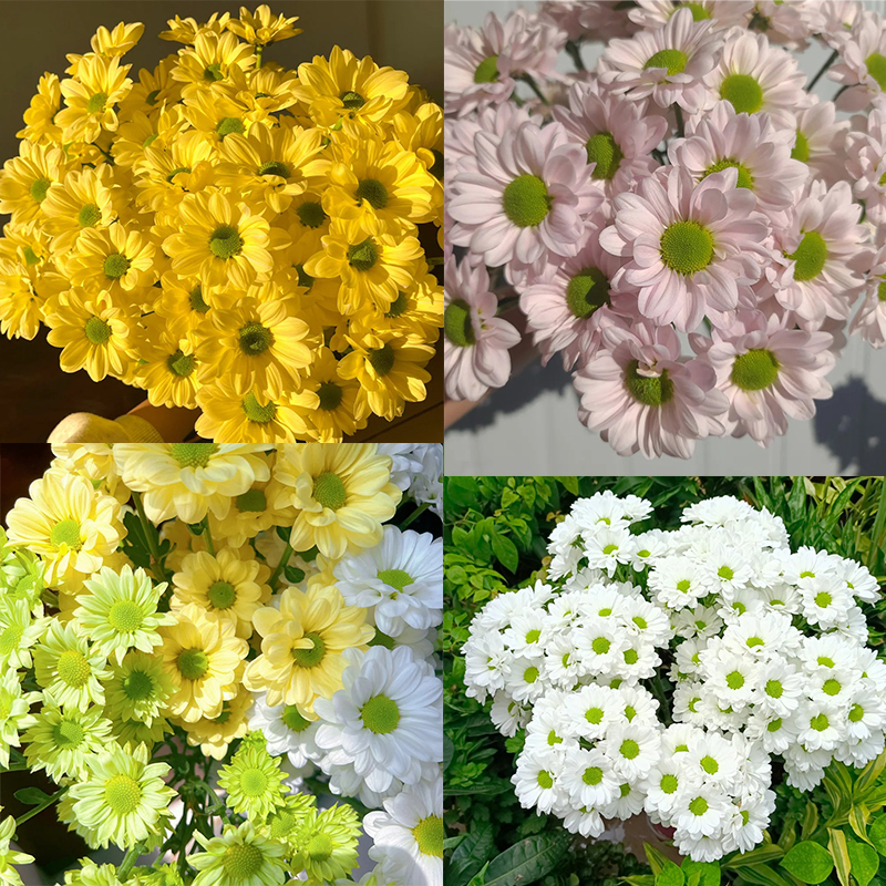 🔥Heiße Verkäufe im Frühling🏵️Chrysantheme der Kenny-Serie Samen🌼Verschiedene Farben